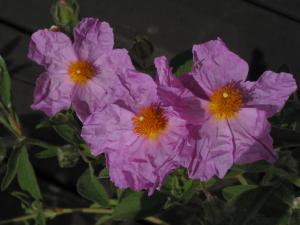 Flower1.jpg