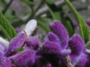Flower3.jpg
